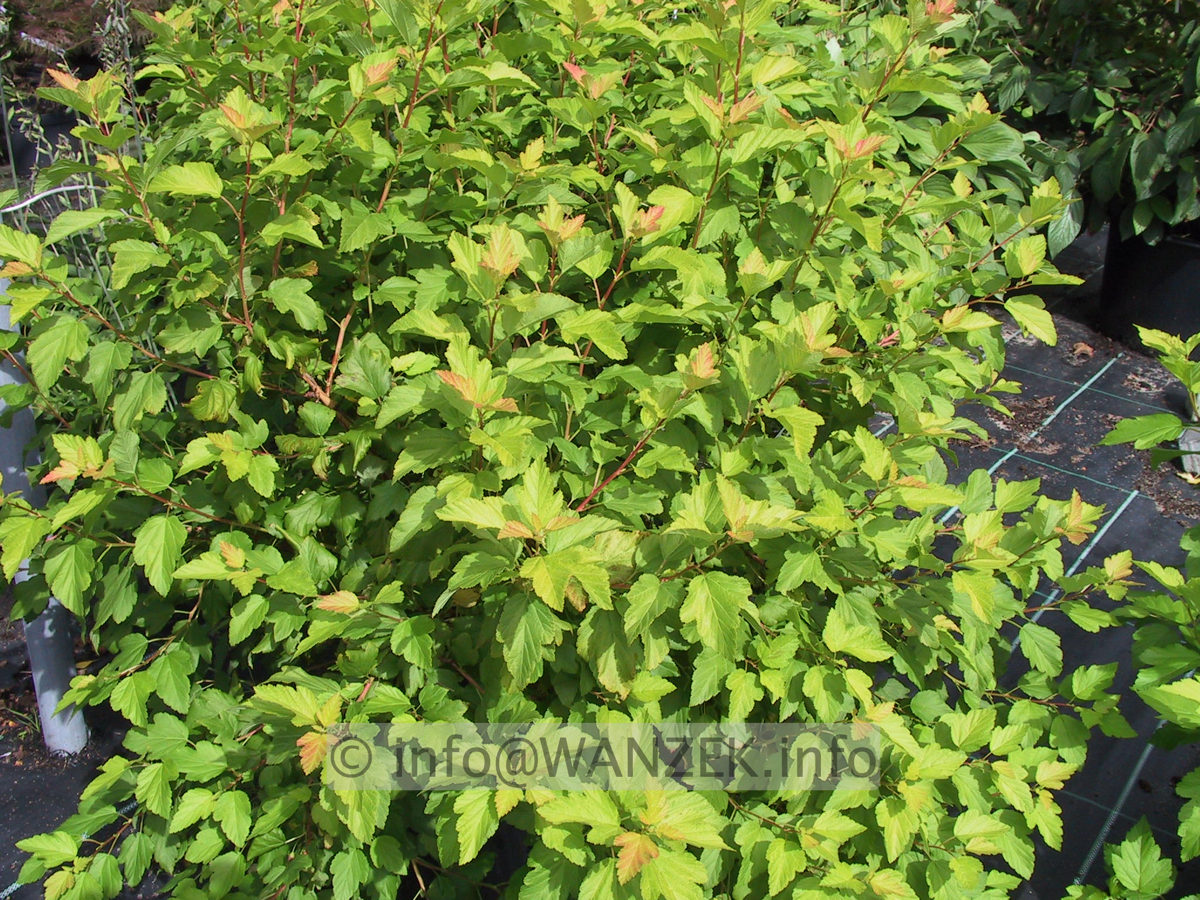 Physocarpus opulifolius Darts Gold 01.JPG